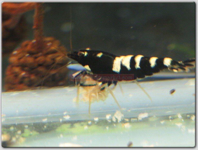 5 Adet Black Zebra Pinto Karides Caridina Shrimp