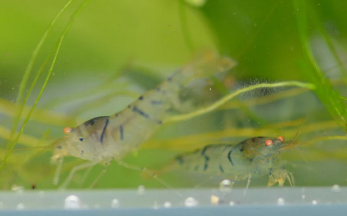 1 Adet Oe Blonde Tiger Turuncu Gözlü Kaplan Karides Caridina Shrimp