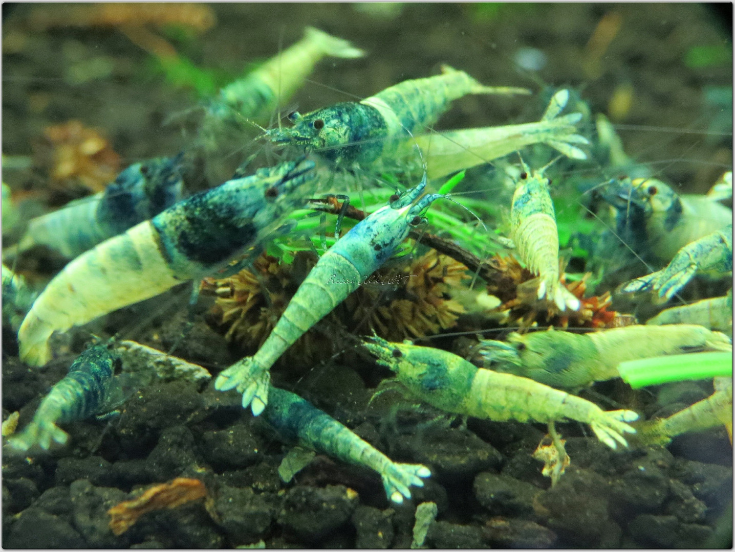 15 Adet Karışık Taiwan Bee Karides Caridina Shrimp Karması