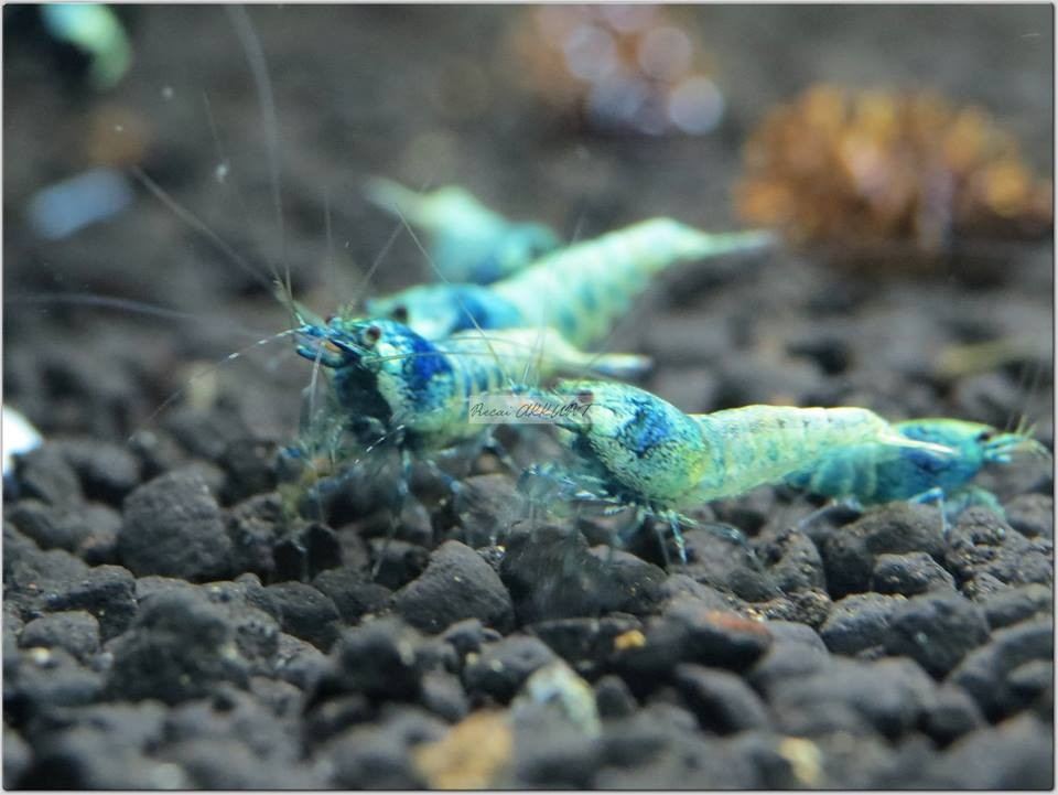 5 Adet Taiwan Bee Mavi Blue Bolt Karides Caridina Shrimp Bluebold