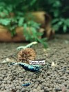 1 Adet ( BLUE GEN BOA ) Black Galaxy Karides Caridina Boa Shrimp