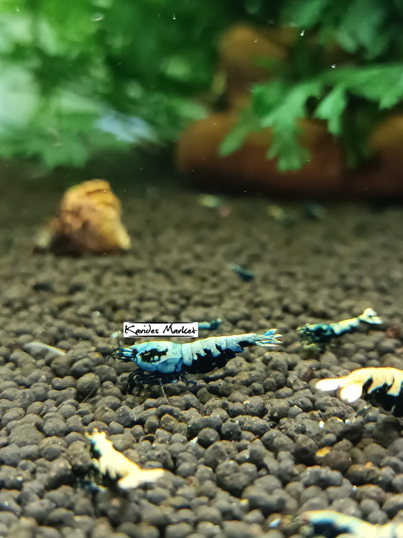 1 Adet ( BLUE GEN BOA ) Black Galaxy Karides Caridina Boa Shrimp