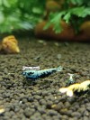 1 Adet ( BLUE GEN BOA ) Black Galaxy Karides Caridina Boa Shrimp