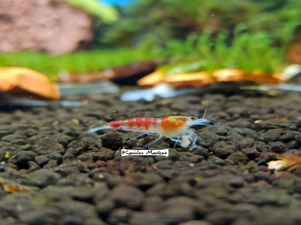 10 Adet Kırmızı Calceo Bee Red Dragon Karides Caridina Shrimp 