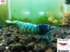 1 Adet Crazy Blue Karides Caridina Shrimp