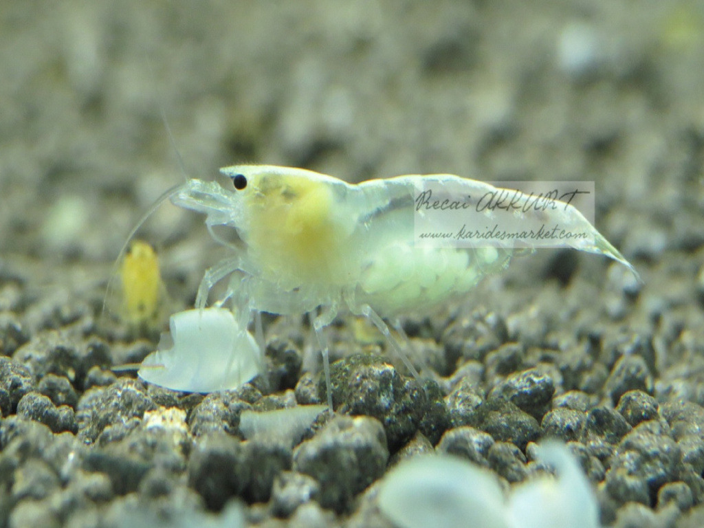 5 Adet Ghost Bee Karides Caridina Shrimp