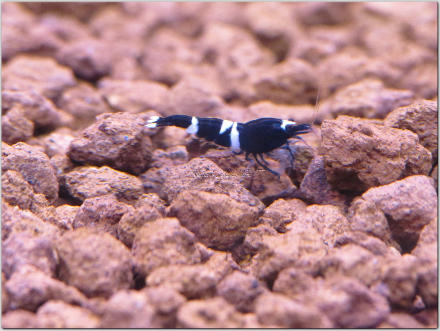 1 Adet Taiwan Bee Siyah King Kong Multi Line Karides Caridina Shrimp