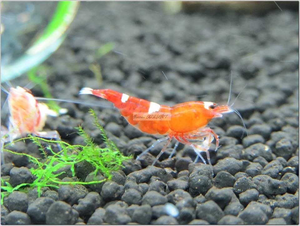 1 Adet Taiwan Bee Red Kırmızı Multi Line Karides Caridina Shrimp