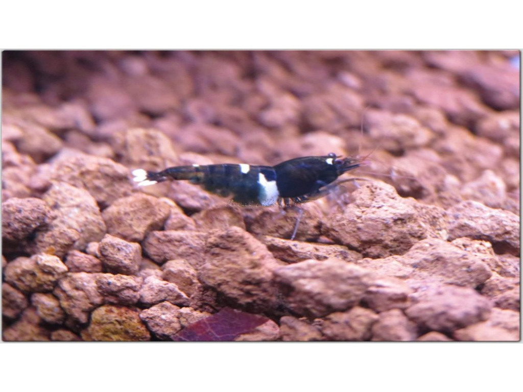 1 Adet Taiwan Bee Siyah King Kong Multi Line Karides Caridina Shrimp