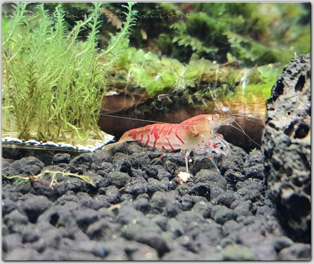 10 Adet OE Turuncu Göz Kırmızı Kaplan Karides Red Tiger Caridina Shrimp