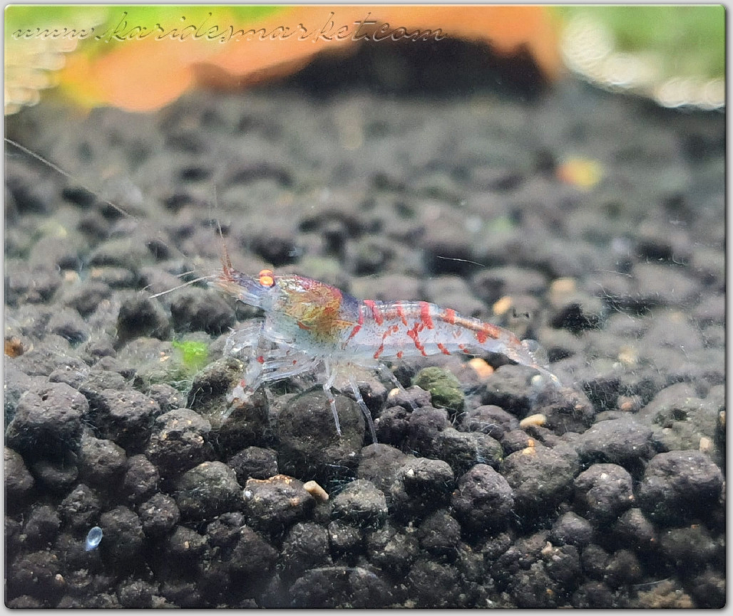 1 Adet OE Turuncu Göz Kırmızı Kaplan Karides Red Tiger Caridina Shrimp