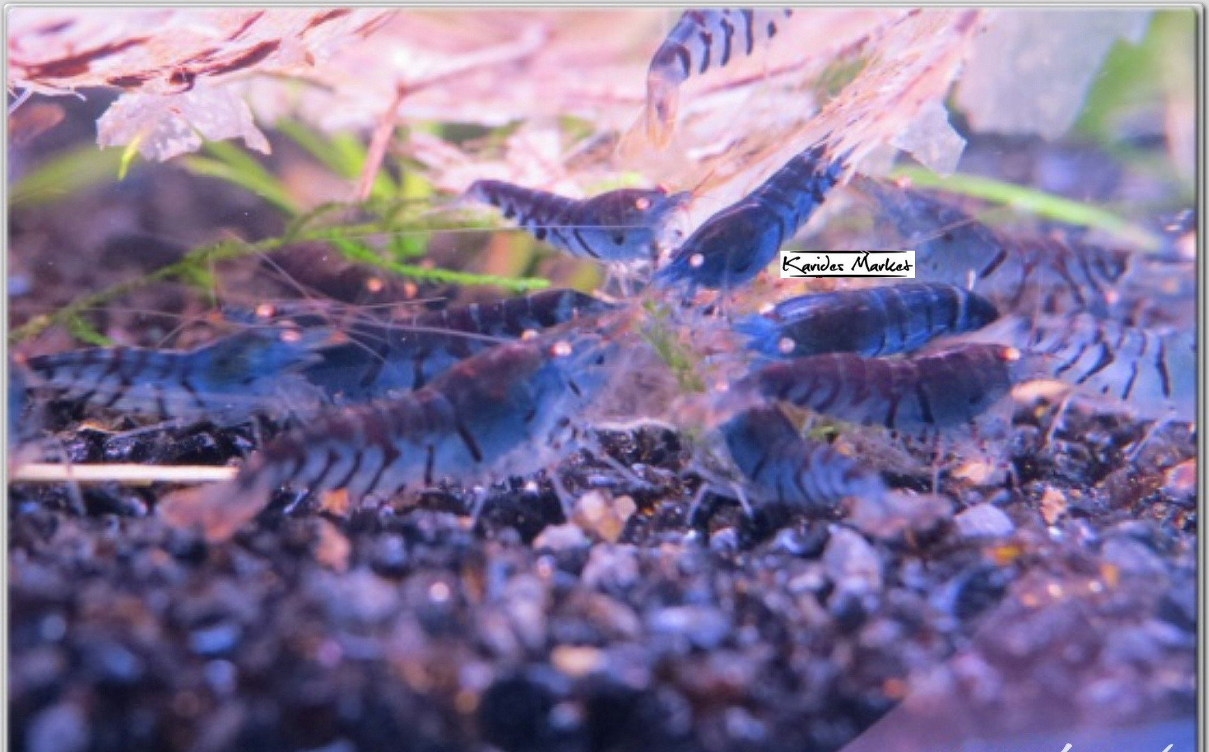 1 Adet OEBT Turuncu Göz Mavi Kaplan Karides Blue Tiger Caridina Shrimp