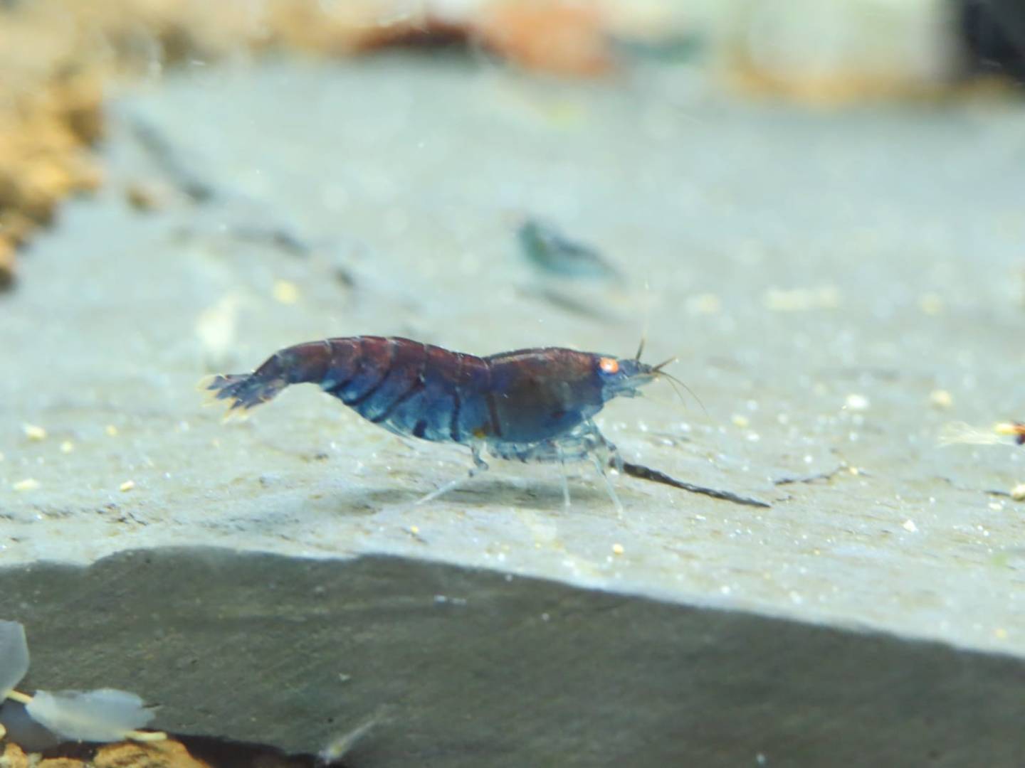 1 Adet OEBT Turuncu Göz Mavi Kaplan Karides Blue Tiger Caridina Shrimp