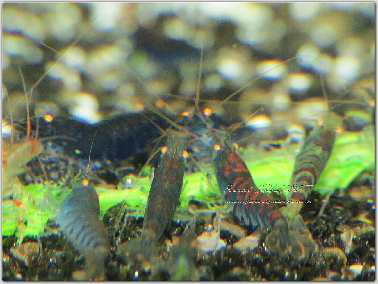 1 Adet OEBT Turuncu Göz Mavi Kaplan Karides Blue Tiger Caridina Shrimp