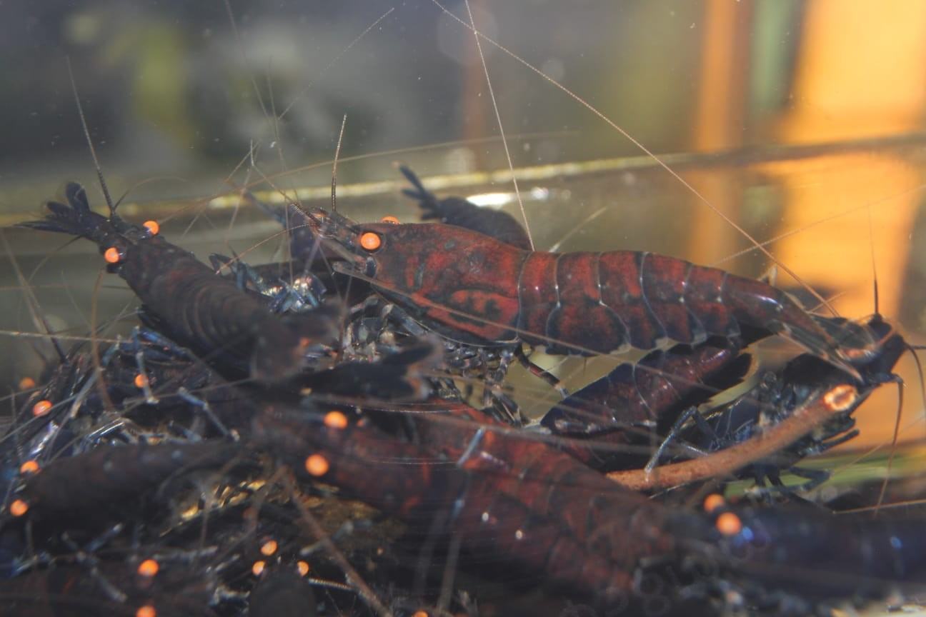 1 Adet OEBT Turuncu Göz Mavi Kaplan Karides Blue Tiger Caridina Shrimp