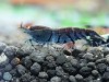 1 Adet OEBT Turuncu Göz Mavi Kaplan Karides Blue Tiger Caridina Shrimp