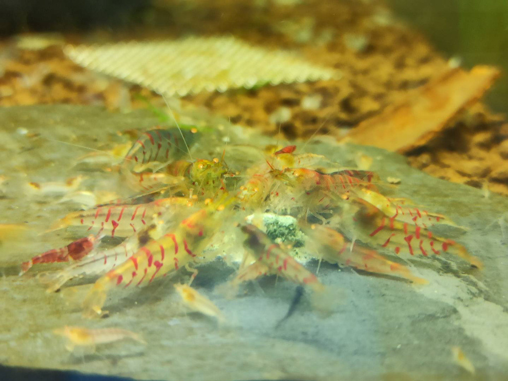 10 Adet OE Turuncu Göz Kırmızı Kaplan Karides Red Tiger Caridina Shrimp