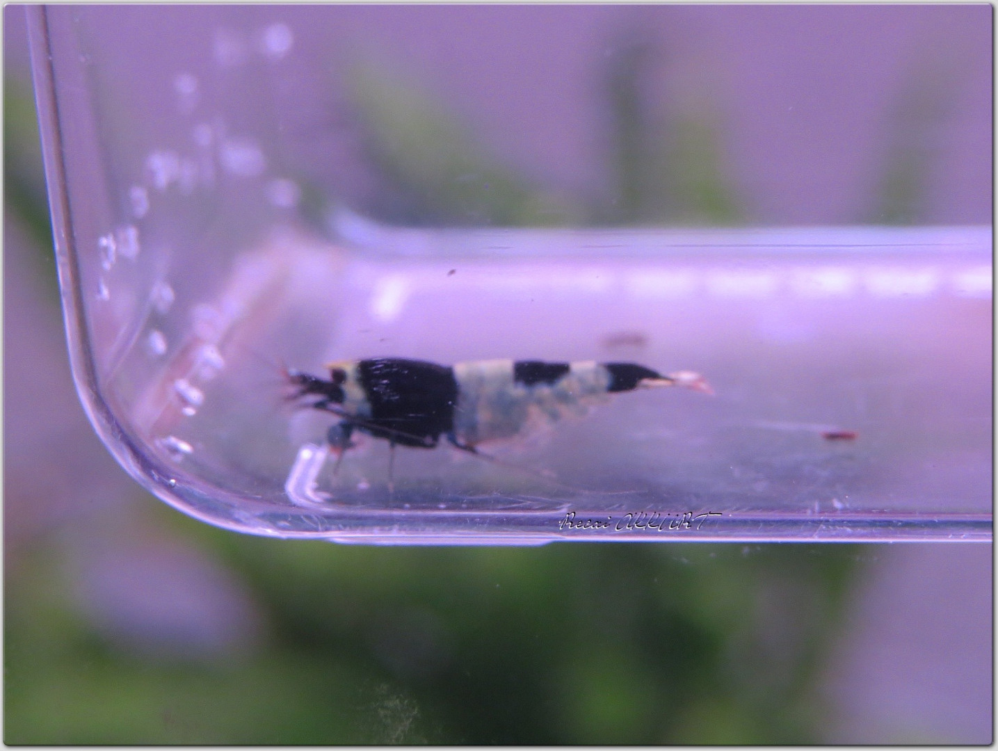 1 Adet Taiwan Bee Panda Hinamoru Karides Caridina Shrimp