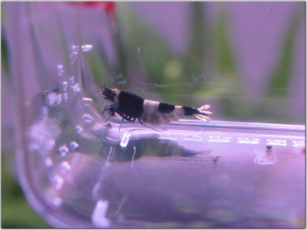 1 Adet Taiwan Bee Panda Hinamoru Karides Caridina Shrimp