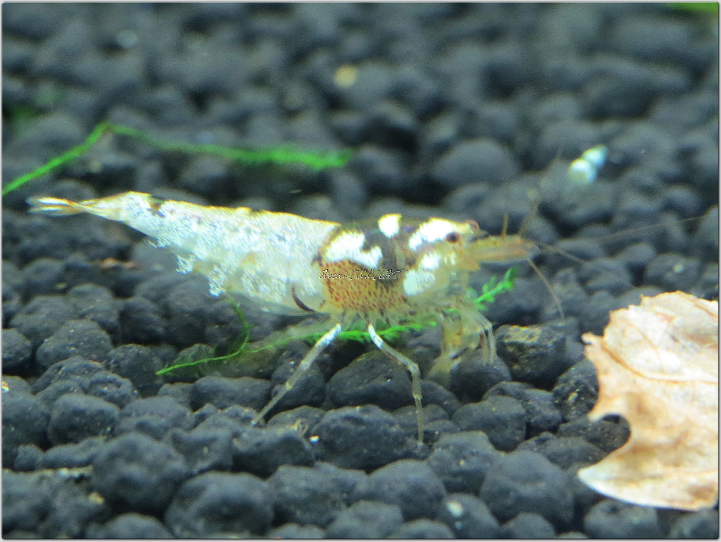 Pinto Melezi Karides Caridina Shrimp 1 Adet 