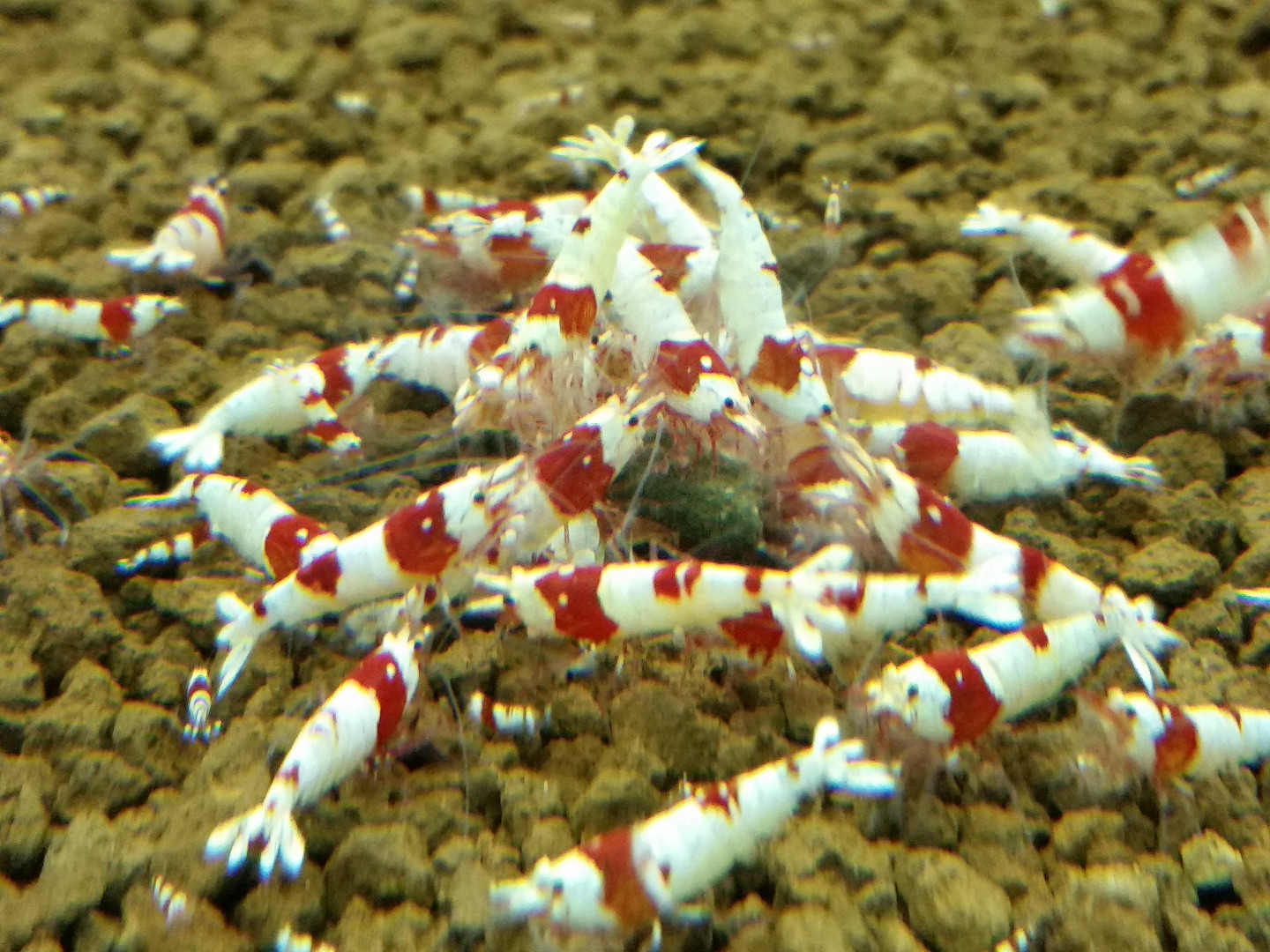 10 Adet Prl Pure Red Line Karides S - SS Grade Karides Caridina Shrimp