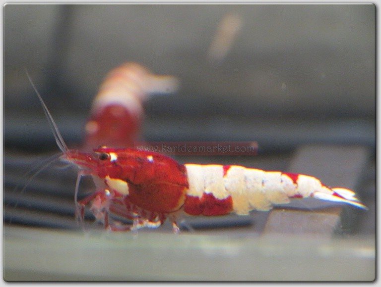 10 Adet Red Kırmızı Belly Pinto Karides Caridina Shrimp