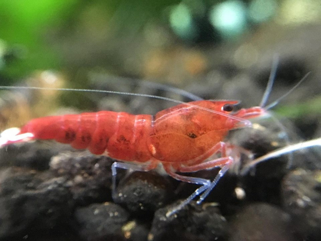 1 Adet Taiwan Bee Red Extrem Karides Caridina Shrimp