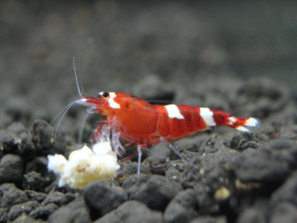 1 Adet Taiwan Bee Red Kırmızı Multi Line Karides Caridina Shrimp