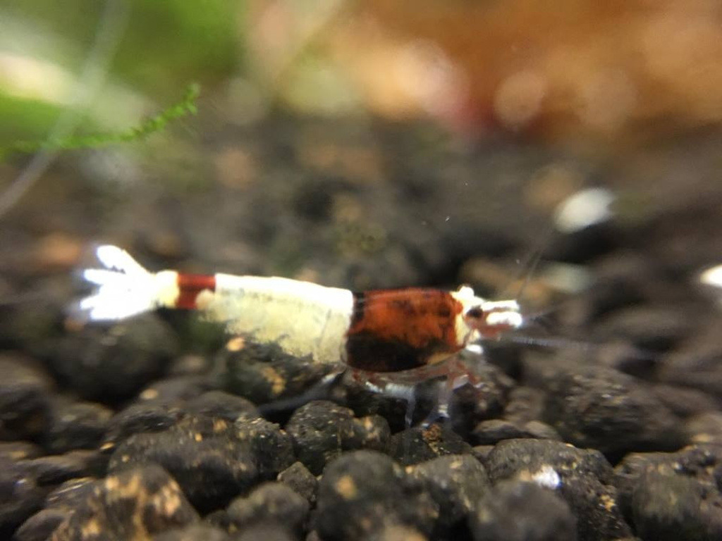 1 Adet Taiwan Bee Red Shadow Mosura Karides Caridina Shrimp