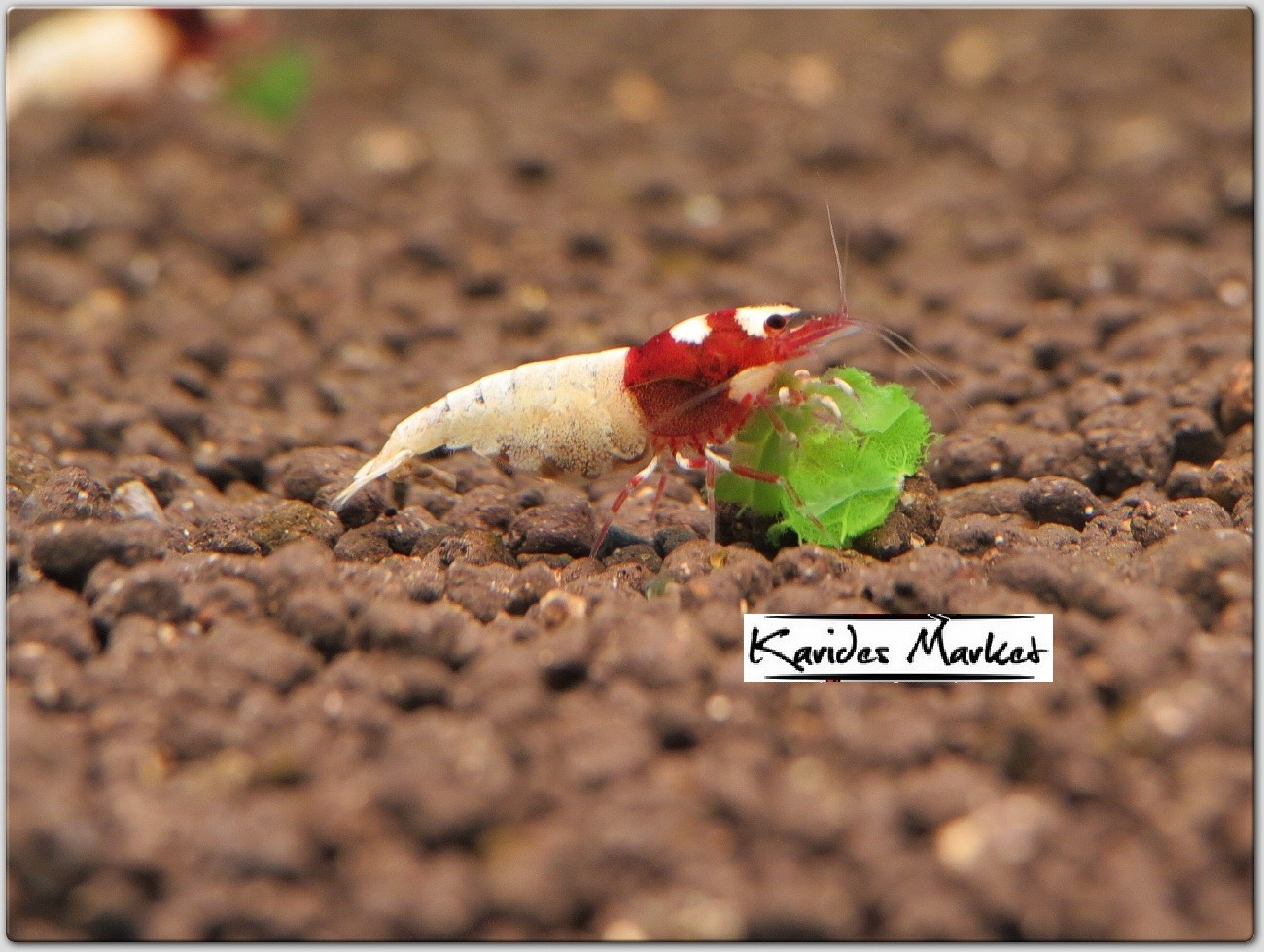 10 Adet Karma Pinto Red Kırmızı Belly - Zebra - Spotted Karides Caridina Shrimp