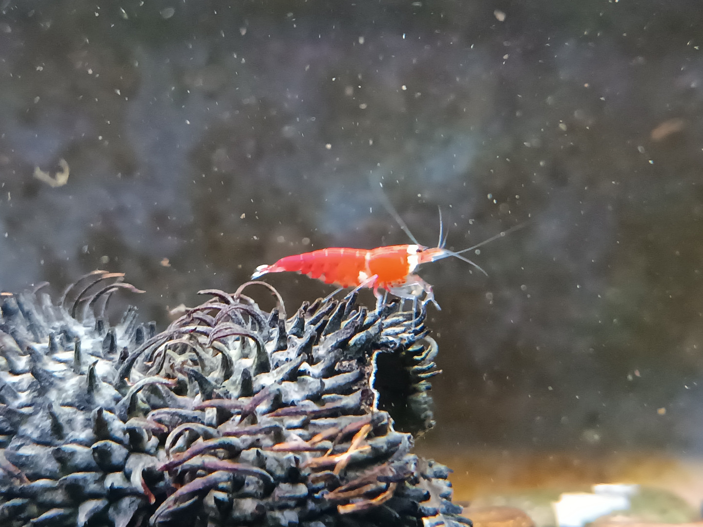 5 Adet SCR Süper Red Kristal Crystal ( Santa Cruz ) Karides Caridina Shrimp 