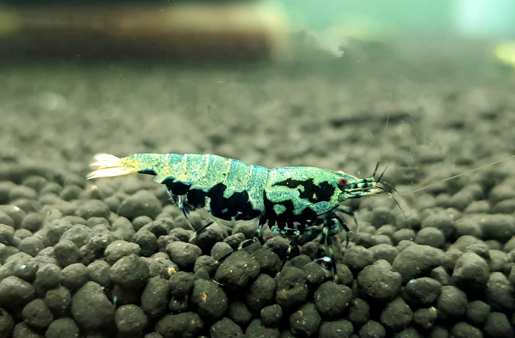 1 Adet ( BOA ) Black Galaxy Karides Caridina Boa Shrimp