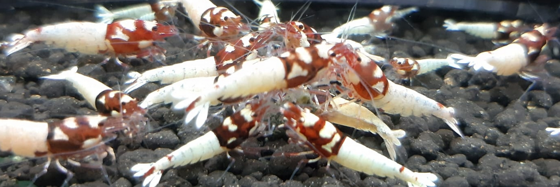 10 Adet Karma Pinto Red Kırmızı Belly - Zebra - Spotted Karides Caridina Shrimp