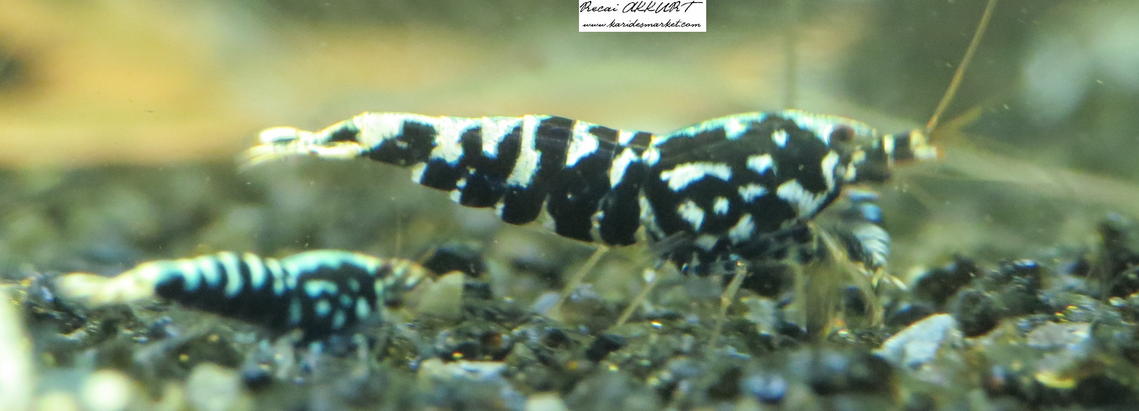 1 Adet Black Galaxy Fishbone SSS Grade (Gfb) Karides Caridina Shrimp