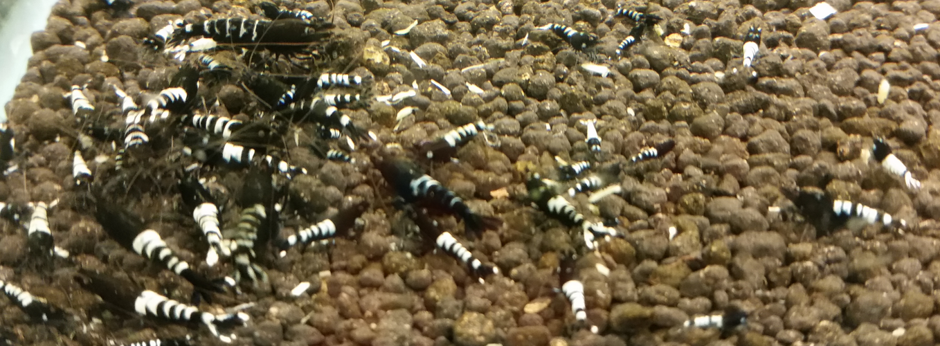 1 Adet Black Siyah Zebra Pinto Karides Caridina Shrimp