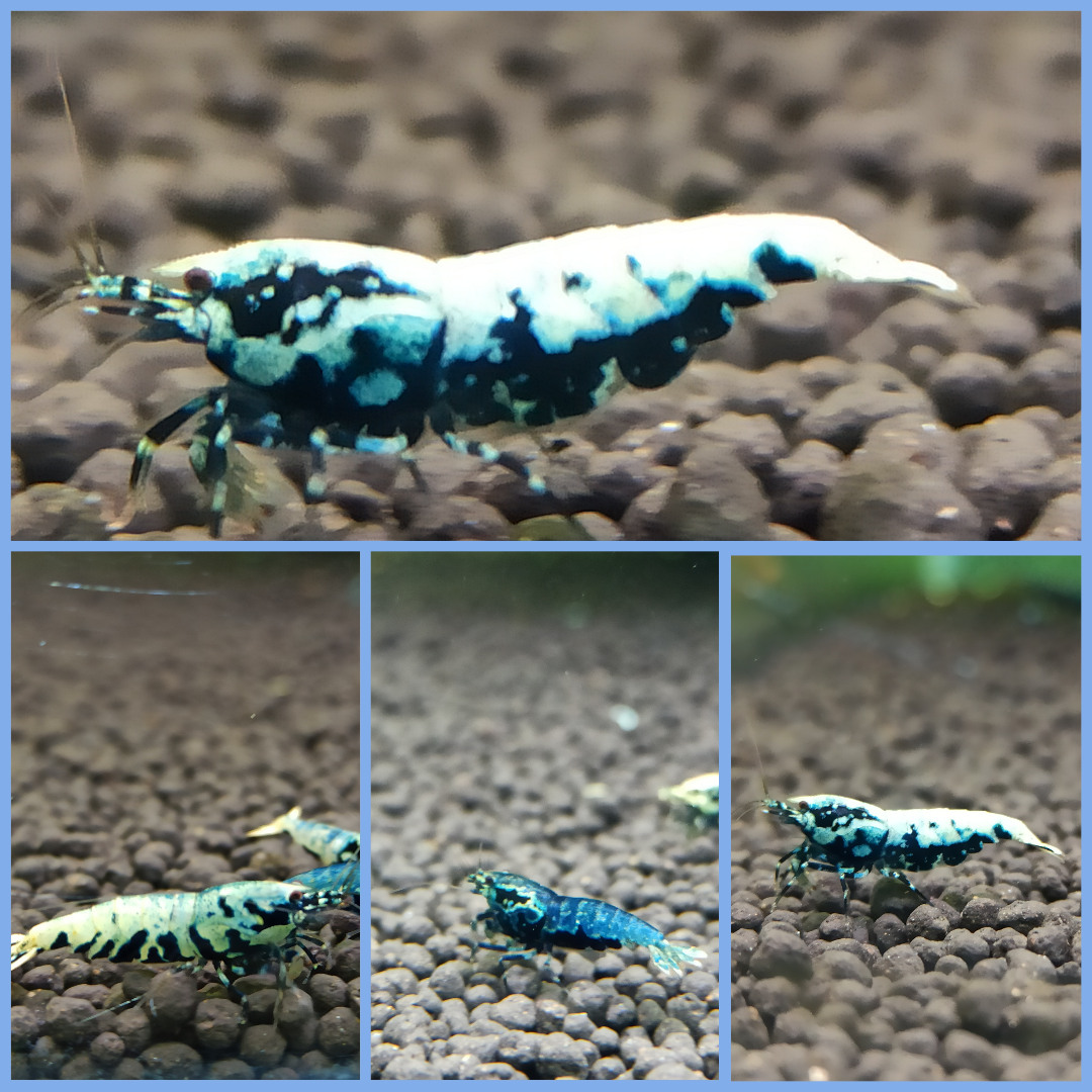 1 Adet ( BLUE GEN BOA ) Black Galaxy Karides Caridina Boa Shrimp