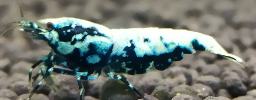 10 Adet ( BOA ) Black Galaxy Karides Caridina Boa Shrimp