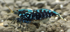 1 Adet Black Galaxy Snowflake Karides Caridina Shrimp