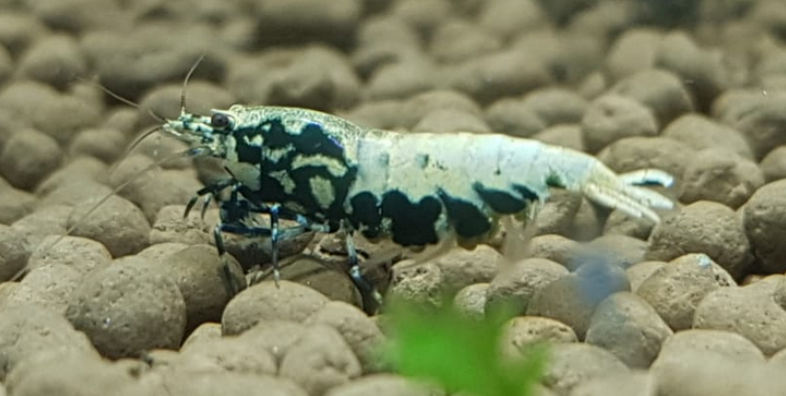 1 Adet ( BOA ) Black Galaxy Karides Caridina Boa Shrimp