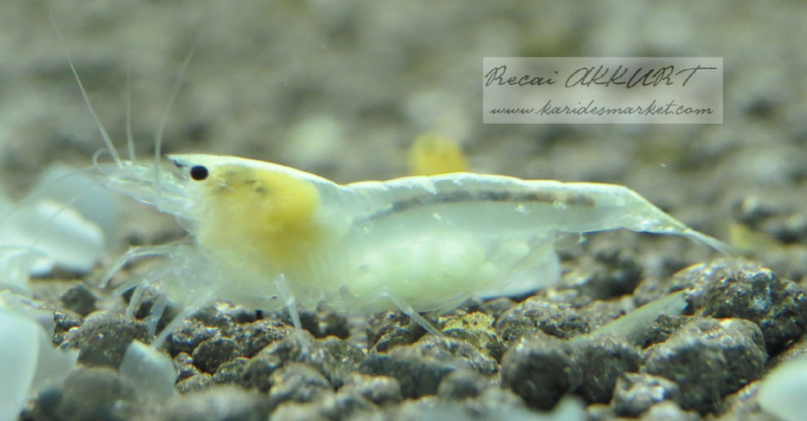 5 Adet Ghost Bee Karides Caridina Shrimp