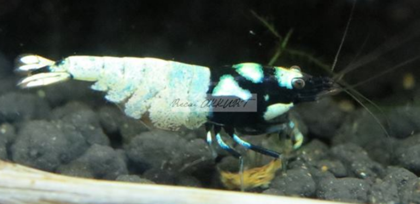 1 Adet Black Siyah Spotted Head Pinto Karides Caridina Shrimp