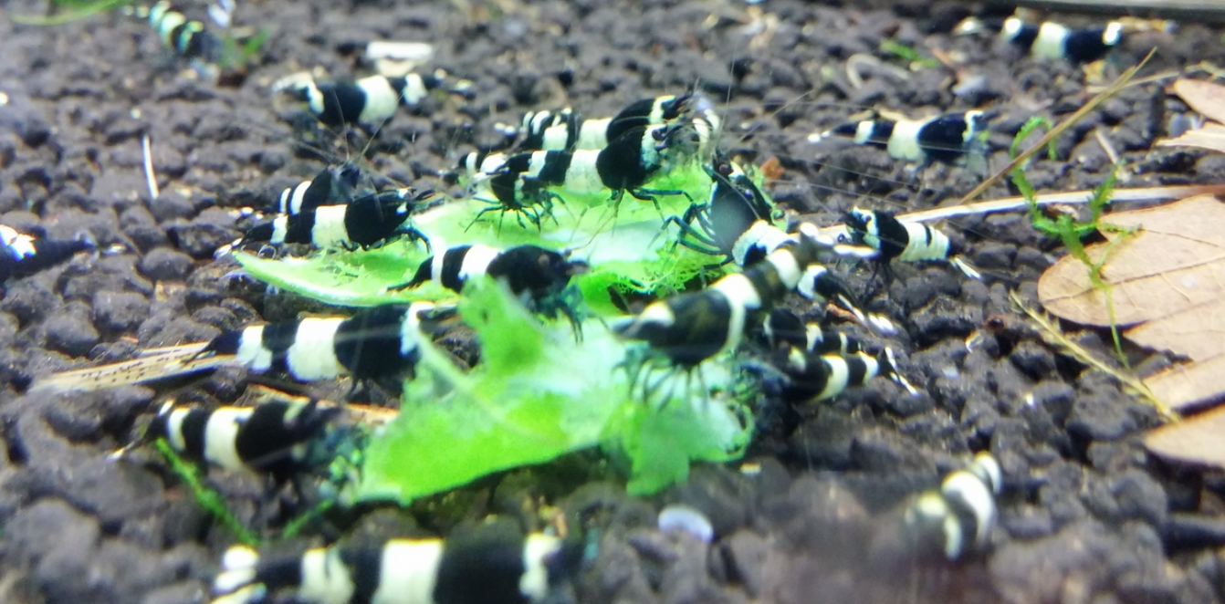 5 Adet Taiwan Bee Siyah Panda Karides Caridina Shrimp