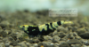 1 Adet Black Nanashi Karides Caridina Shrimp