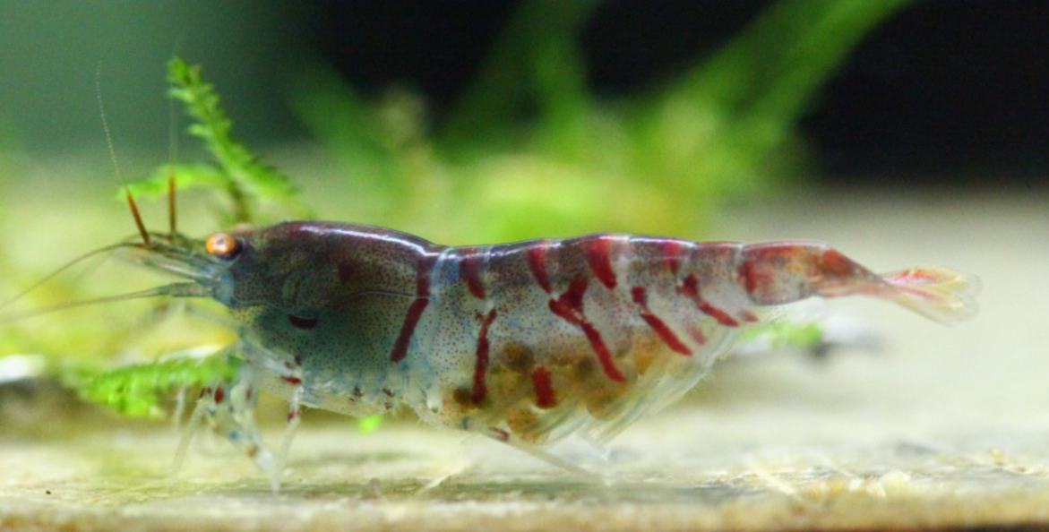 10 Adet OE Turuncu Göz Kırmızı Kaplan Karides Red Tiger Caridina Shrimp