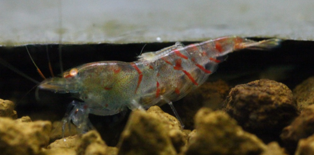 10 Adet OE Turuncu Göz Kırmızı Kaplan Karides Red Tiger Caridina Shrimp