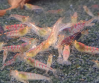 1 Adet OE Turuncu Göz Kırmızı Kaplan Karides Red Tiger Caridina Shrimp