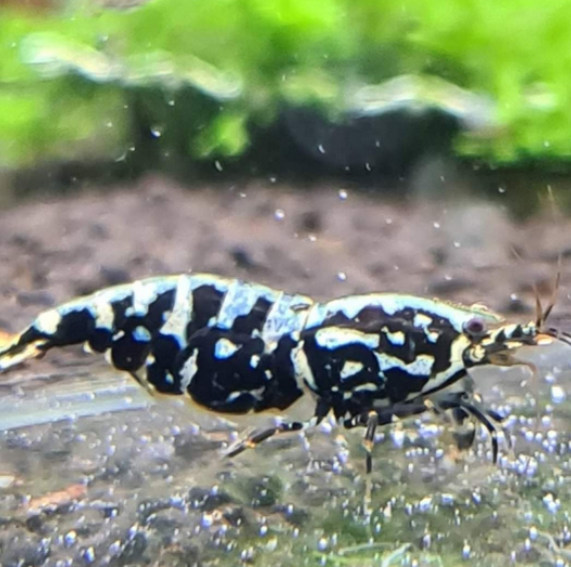 1 Adet Black Galaxy Snowflake Karides Caridina Shrimp