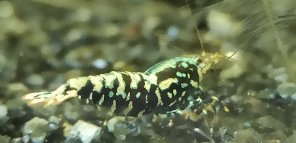 1 Adet Black Galaxy Snowflake Karides Caridina Shrimp