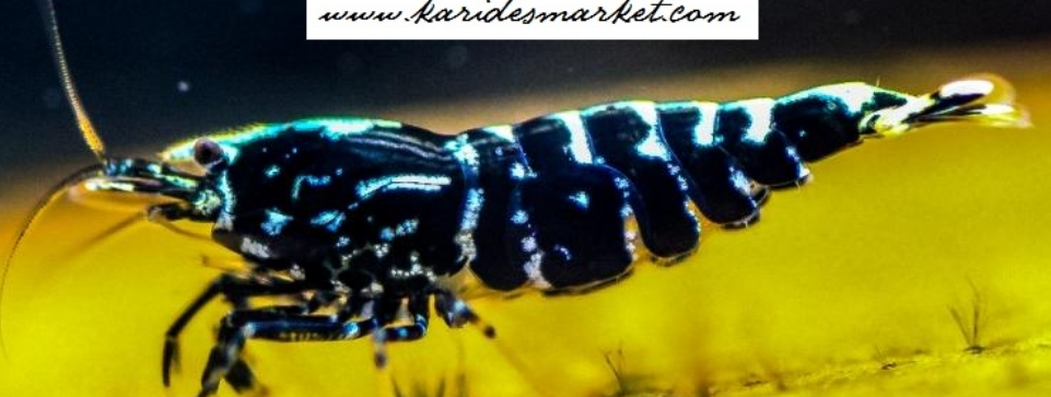 1 Adet Black Galaxy Fishbone SSS Grade (Gfb) Karides Caridina Shrimp