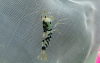 1 Adet Black Fancy Karides Caridina Shrimp Low Grade ( A / S )